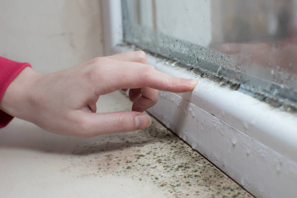 Best Airborne Mold Testing  in Belgrade, MT