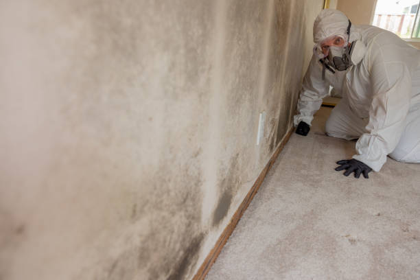 Best Dehumidification Services  in Belgrade, MT
